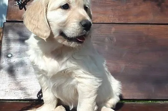 Golden Retriever Rodowód, Mazowieckie, Radom