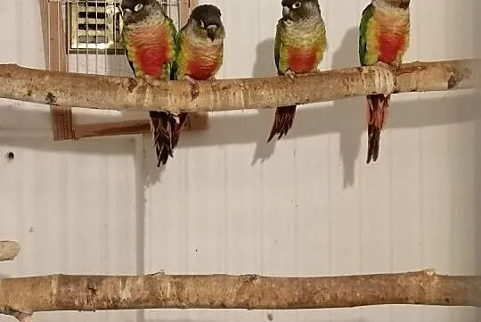 Papugi różne, Sulbiny