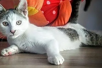 Paco szczesciarz ,  łódzkie Łódź