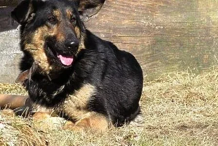 Mix owczarka piesek i suczka,młode,adopcja!!,  świętokrzyskie Kielce