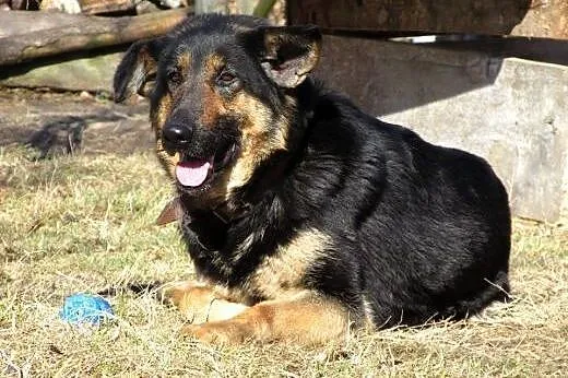 Mix owczarka piesek i suczka,młode,adopcja!!,  świ