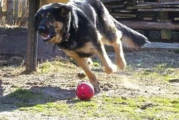 Mix owczarka piesek i suczka,młode,adopcja!!,  świ