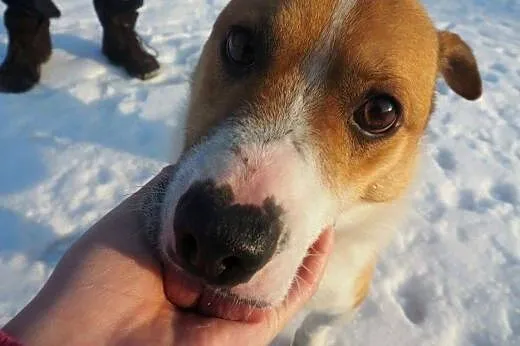 Masza młody wspaniały psiak szuka kochającego domk