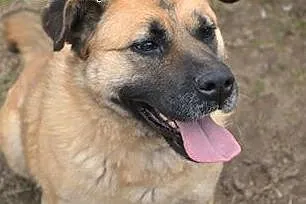 Bardzo kochana Sunia o imieniu Pegi poleca się do adopcji,  podlaskie Białystok