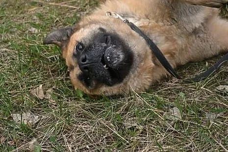 Bardzo kochana Sunia o imieniu Pegi poleca się do 