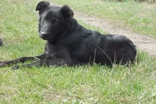 Bardzo kochana Sunia o imieniu Pegi poleca się do 