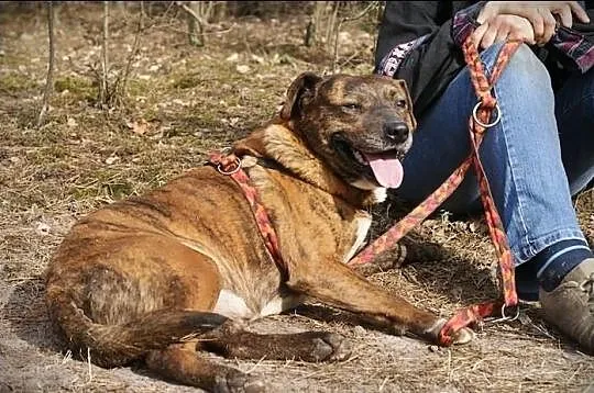 Foks tak badzo pragnie kontaktu z człowiekem , Pod