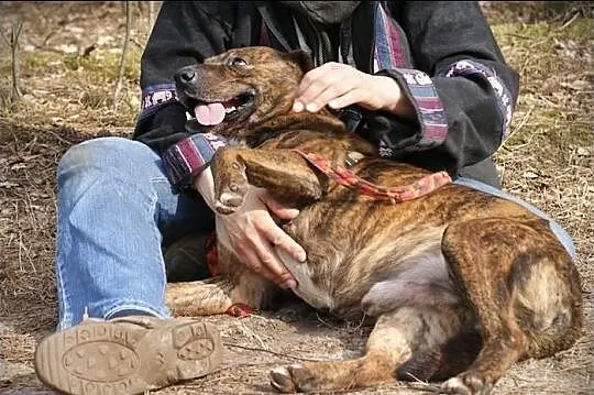 Foks tak badzo pragnie kontaktu z człowiekem , Pod