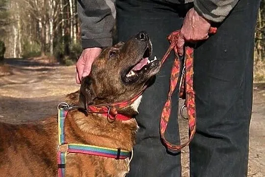Foks tak badzo pragnie kontaktu z człowiekem , Pod