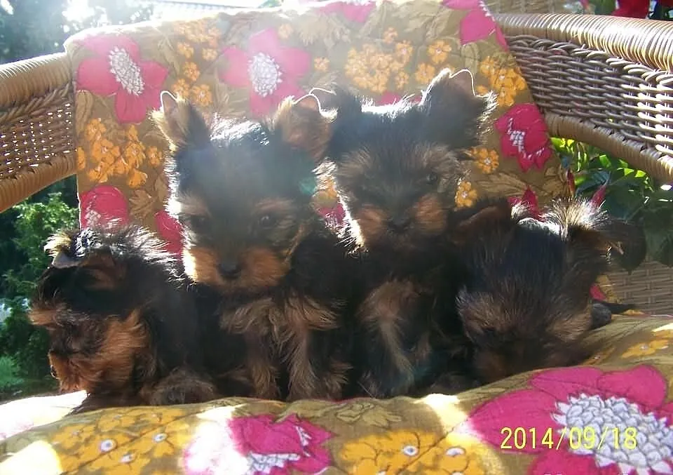 York Yorki maluchy