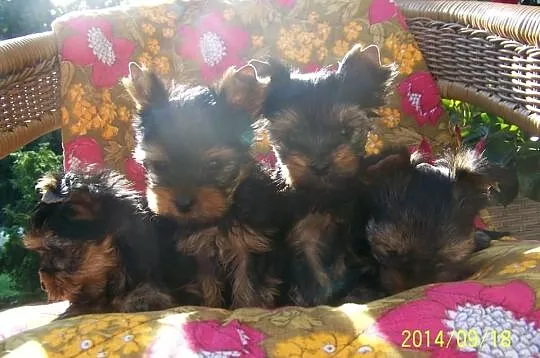 York Yorki maluchy