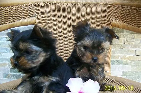 York Yorki maluchy