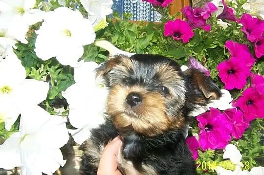 York Yorki maluchy