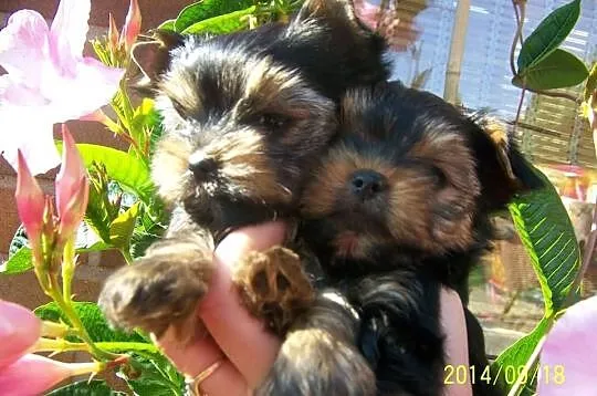 York Yorki maluchy