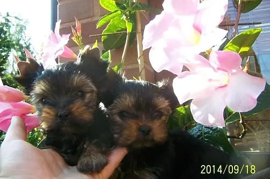 York Yorki maluchy