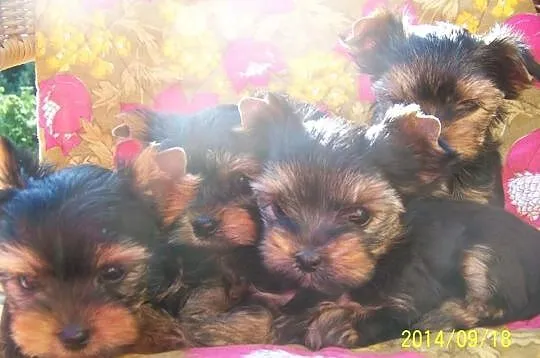 York Yorki maluchy