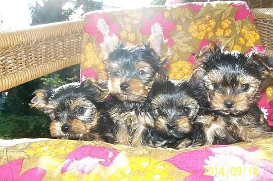 York Yorki maluchy