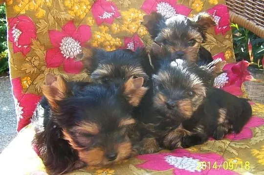 York Yorki maluchy