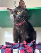 Gizmo - półroczny, wesoły kociak szuka domu!  Gizmo - półroczny koci dżentelmen, który trafił do nas
