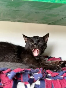 Gizmo - półroczny, wesoły kociak szuka domu!  Gizmo - półroczny koci dżentelmen, który trafił do nas, , Warszawa
