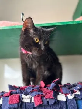Gizmo - półroczny, wesoły kociak szuka domu!  Gizmo - półroczny koci dżentelmen, który trafił do nas, , Warszawa