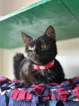 Gizmo - półroczny, wesoły kociak szuka domu!  Gizmo - półroczny koci dżentelmen, który trafił do nas, , Warszawa