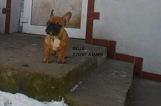 Rodowodowe szczenięta buldoga francuskiego po CHAM