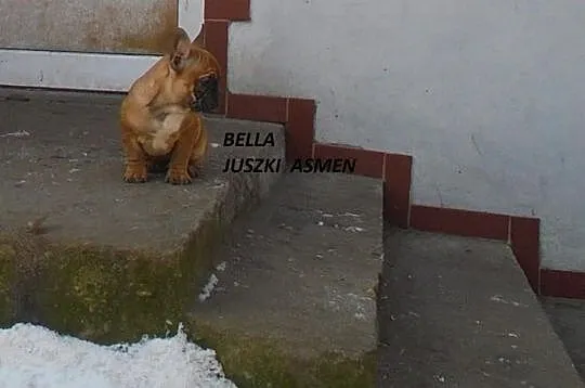 Rodowodowe szczenięta buldoga francuskiego po CHAM