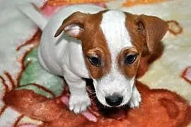 Jack Russell Terrier - biało-rudy PIESEK gładkowło, Sochaczew