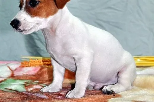 Jack Russell Terrier - biało-rudy PIESEK gładkowło
