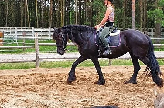 Współdzierżawa/dzierżawa klaczy fryzyjskiej, , Międzyleś