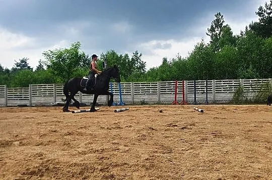 Współdzierżawa/dzierżawa klaczy fryzyjskiej, , Międzyleś