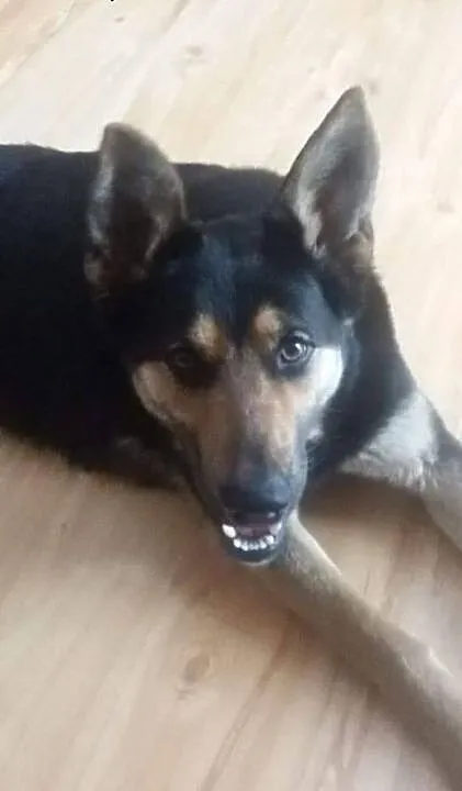 Sali - młoda ONkowata sunia do adopcji, Kundelki