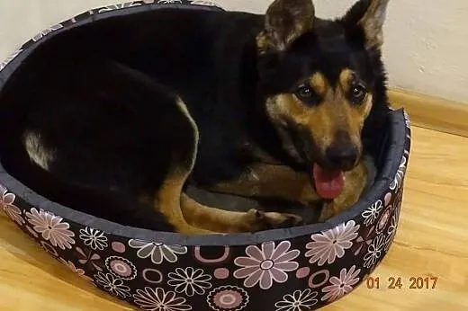 Sali - młoda ONkowata sunia do adopcji,  Kundelki 