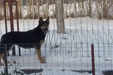 Sali - młoda ONkowata sunia do adopcji,  Kundelki 