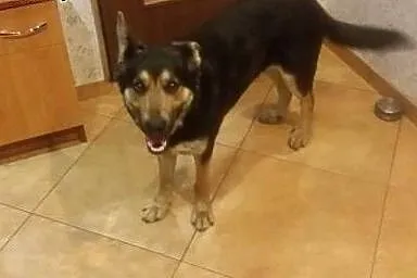 Sali - młoda ONkowata sunia do adopcji,  Kundelki 