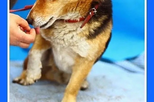 4lata,9kg,niekłopotliwy,umie chodzić na smyczy,spo