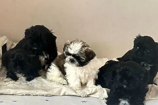 Shih tzu  gotowe do odbioru