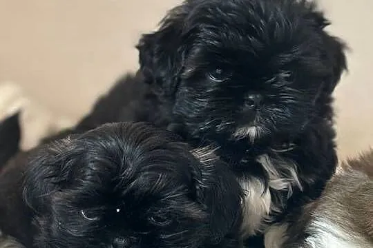 Shih tzu  gotowe do odbioru, Dolnośląskie, Żmigród