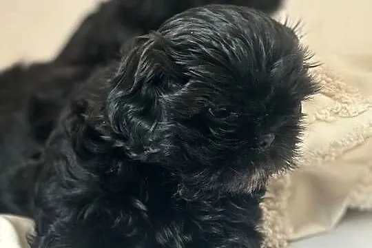Shih tzu  gotowe do odbioru, Dolnośląskie, Żmigród
