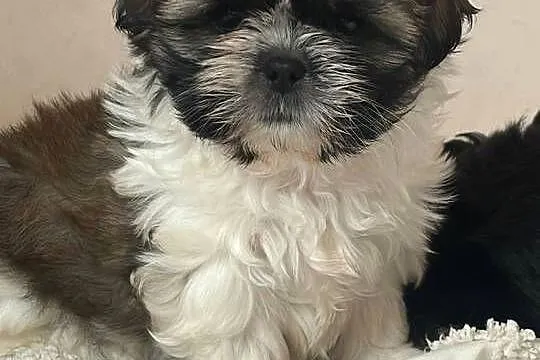 Shih tzu  gotowe do odbioru, Dolnośląskie, Żmigród