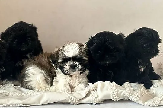 Shih tzu  gotowe do odbioru, Dolnośląskie, Żmigród