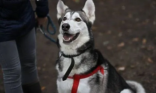 Duży dzieciak, inteligentny Snowy - HUSKY ADOPCJA,