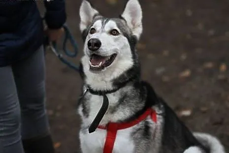 Duży dzieciak, inteligentny Snowy - HUSKY ADOPCJA, Kundelki cała Polska