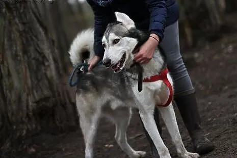 Duży dzieciak, inteligentny Snowy - HUSKY ADOPCJA,
