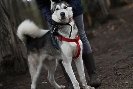 Duży dzieciak, inteligentny Snowy - HUSKY ADOPCJA,