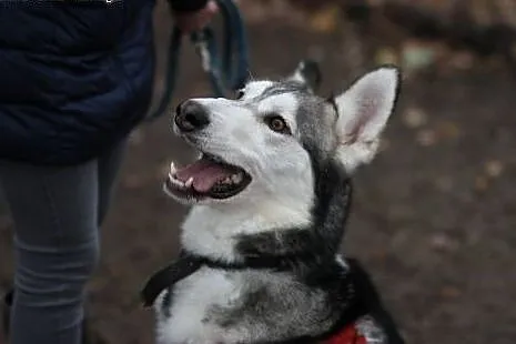 Duży dzieciak, inteligentny Snowy - HUSKY ADOPCJA,