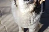 Kajtek do adopcji,  łódzkie Skierniewice