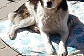Kajtek do adopcji,  łódzkie Skierniewice