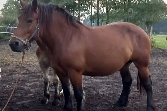 Klacz zimn, źrebna i ze źrebakiem, Mazowieckie, Mogielnica